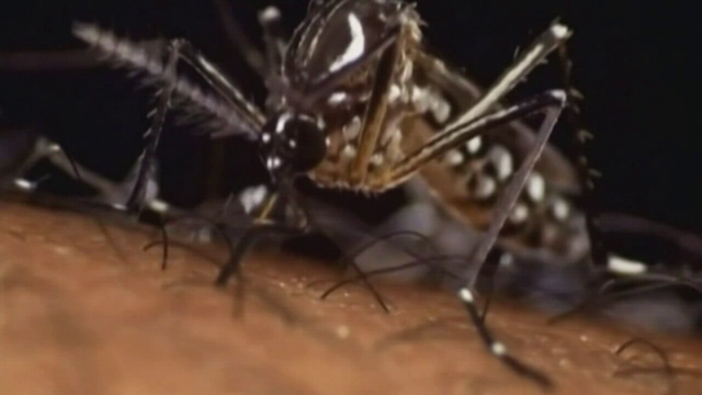 Mosquito-borne illness advisory issued for Volusia County