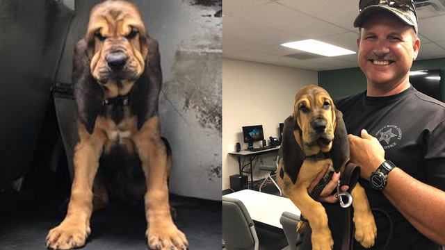 Florida sheriff's office welcomes their newest K-9 team member