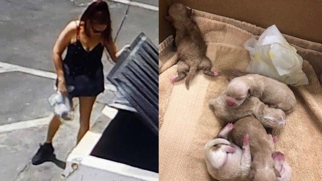 Woman arrested after 7 puppies dumped in plastic bag in California, shelter says