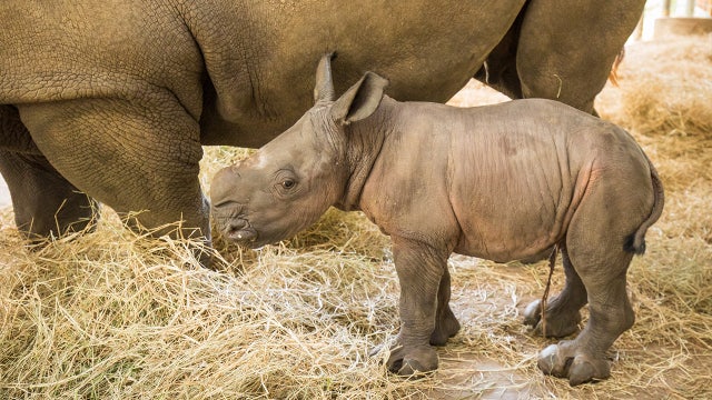 Southern white rhino calf born at ZooTampa