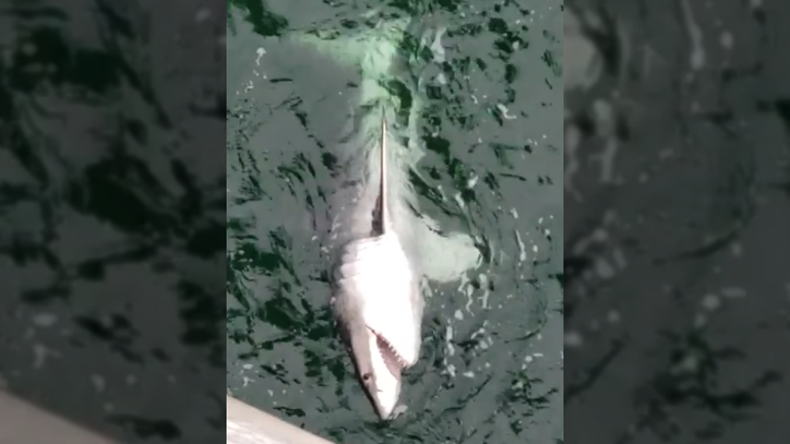 Florida Panhandle Fishermen Reel In 650 Pound 10 Foot