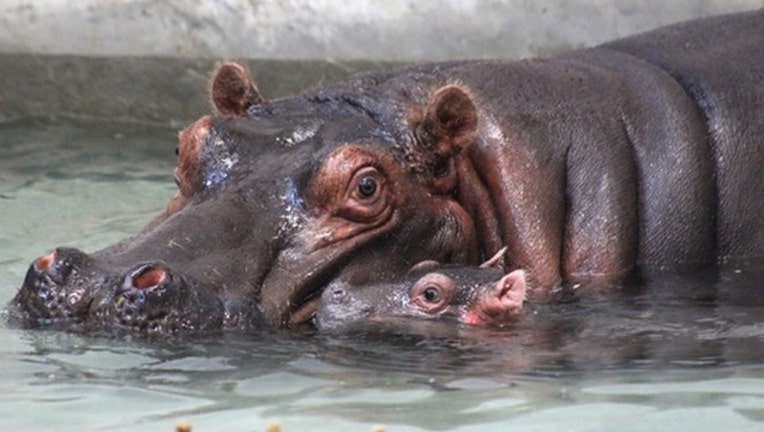 7e377b47-hippo dallas zoo-409650