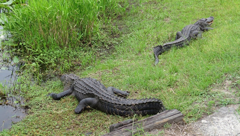 4ede6145-alligators-401385.jpg