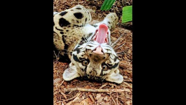 c9f726dc-Leopards