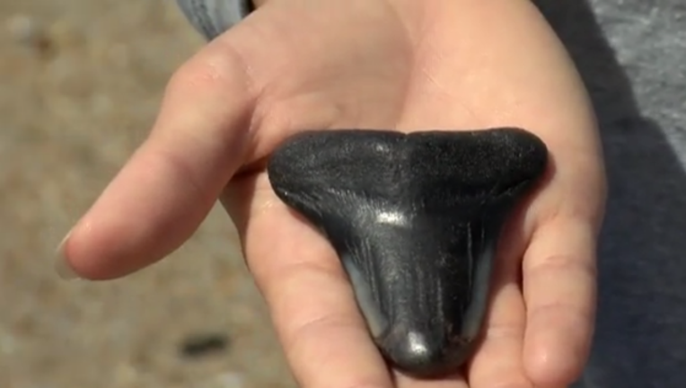 3d38c66e-wect shark tooth 0421-403440.png