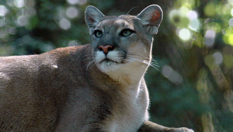 Florida panther (file)-401385