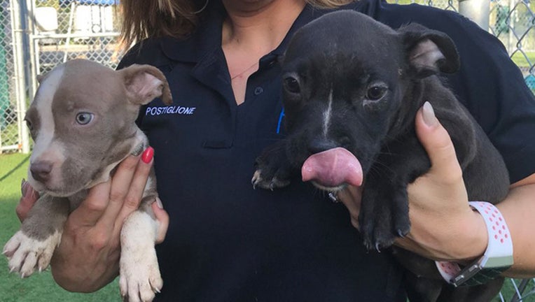 649e0255-ABUSED PUPS_1538139498178.jpg-401385.jpg