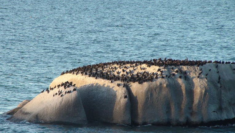 b3204357-African Penguins_1451516579112.JPG
