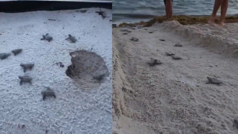 fa0831a7-BABY TURTLES.mp4.00_00_02_58.Still003_1533860711885.jpg-401385.jpg