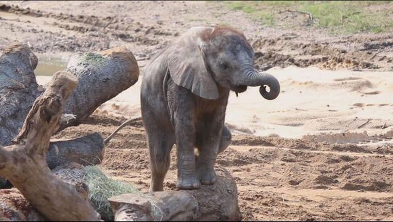 a9eeb8a1-BabyElephantDallas_1476810101453.JPG