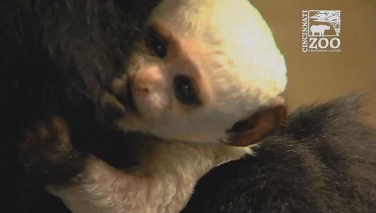 78dfe87b-BabyMonkeyWEBIMAGE_1484852690208.JPG