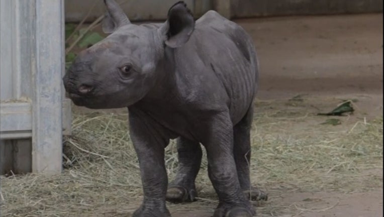 46487099-BabyRhinoWEB_1476984409540.JPG