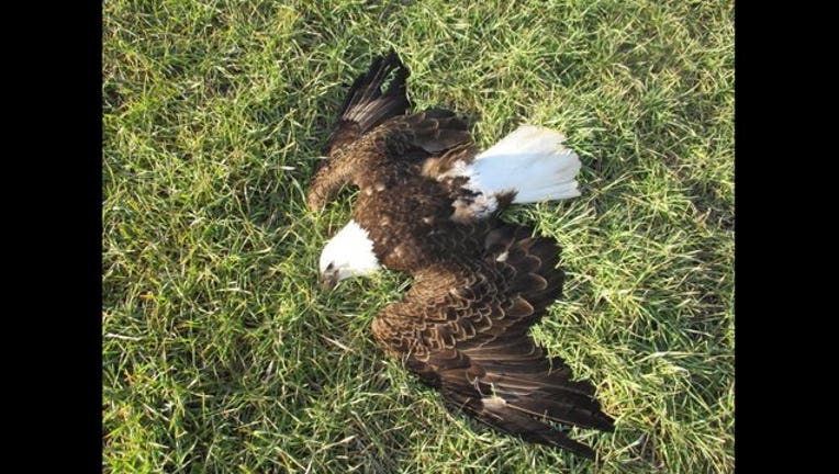 ca1948d5-Bald_Eagle_Killed_1456176858302-401720.jpg