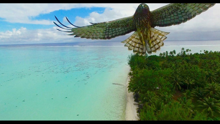 10e0c450-Bird attack in French Polynesia by Actua drone_1483025823075-401385.jpg