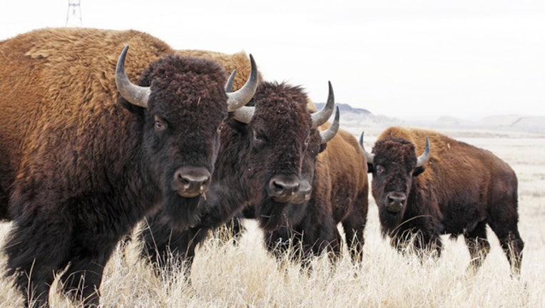 ae5ad11a-Bison_1462884368656.jpg