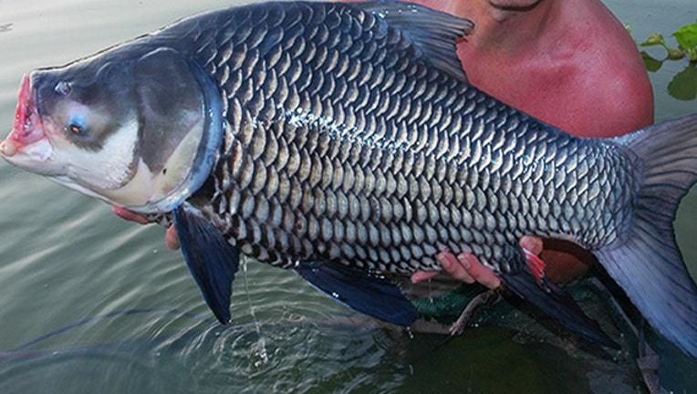 354a1e26-CARP_1461934055913-401385.jpg