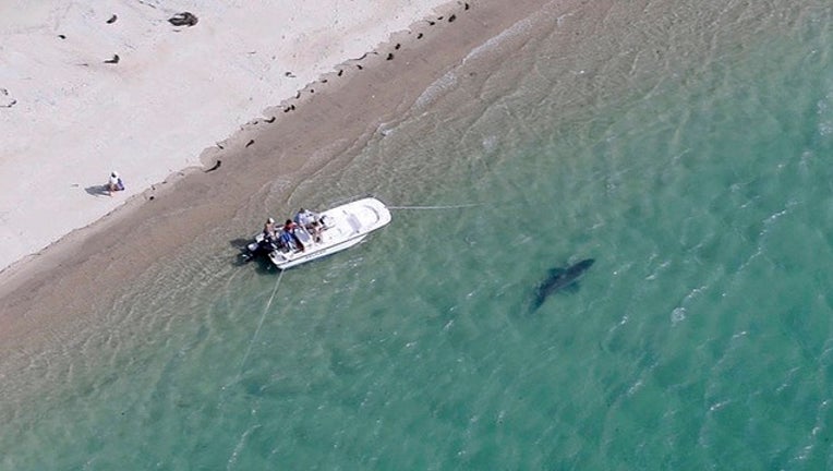 b16a1e3b-Cape Cod Sharks