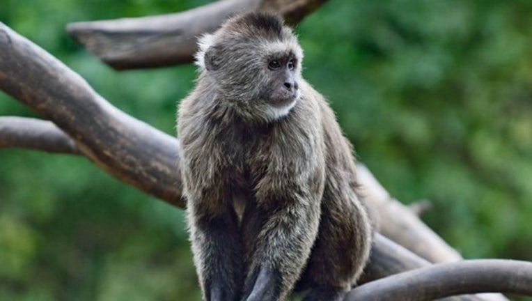 ef7b5a7b-Kuner the Monkey.jpg