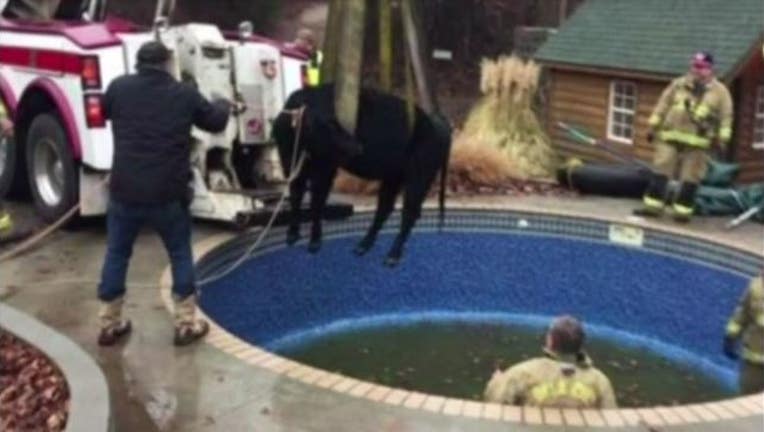 e26f3367-CowPoolRescue_1484668448160.JPG