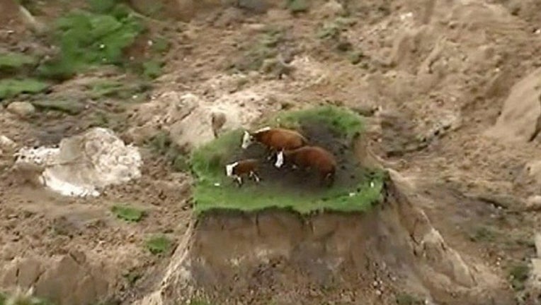 9633e55a-Cows-New-Zealand.jpg