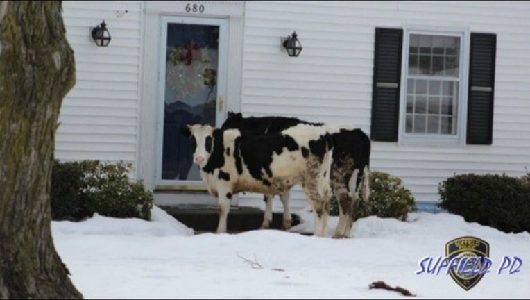 7d563d26-Cows_1487618260214.JPG