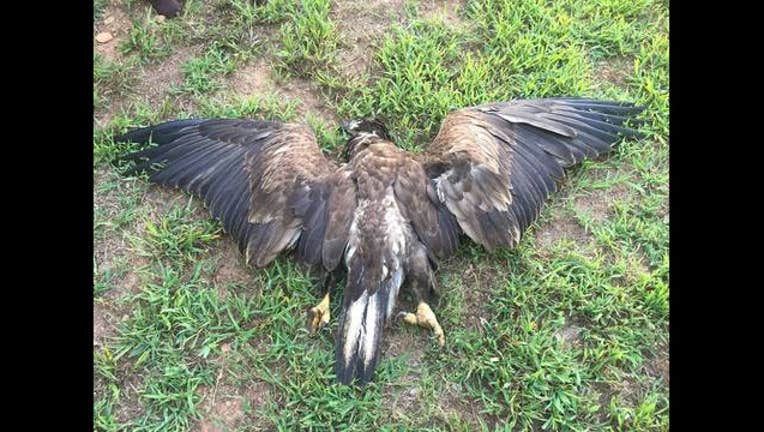 1e4db8ac-Eagle Shot-404959