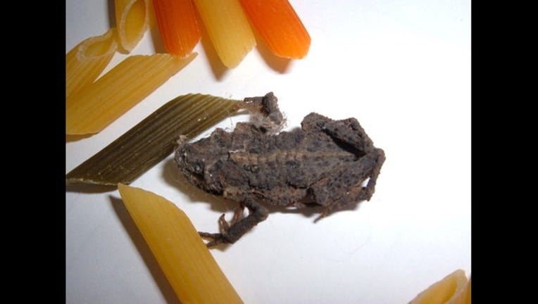 2a96e614-FROG IN PASTA_1450218066839-409162.JPG