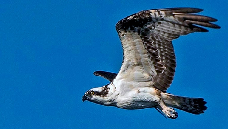 b8f15dde-FWC-osprey_1547597253259.jpg