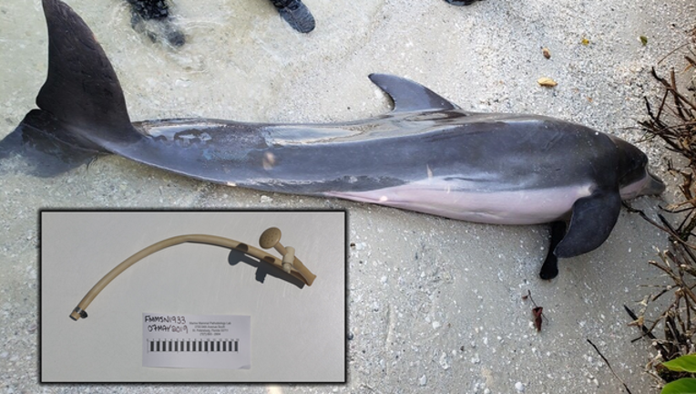 e82a8d46-FWC_dolphin_052319_1558613614998.png