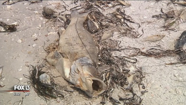 6311d911-Fish_kills_linked_to_red_tide_0_20180627211245-401385