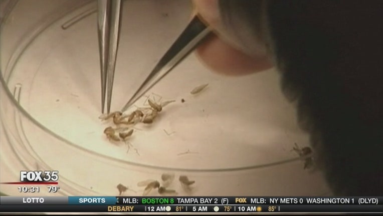 25f49f0a-Florida_confirms_first_Zika_related_birt_0_20160629024915