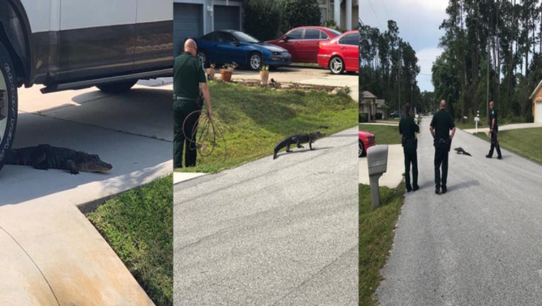 GATOR IN NEIGHBORHOOD_FLAGLER COUNTY SHERIFF'S OFFICE_1554601486401.jpg.jpg