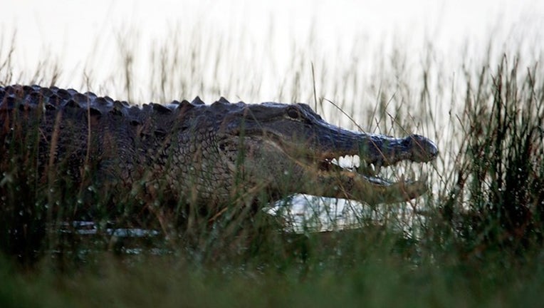 27c779a7-GETTY alligator_1530545847551.png.jpg