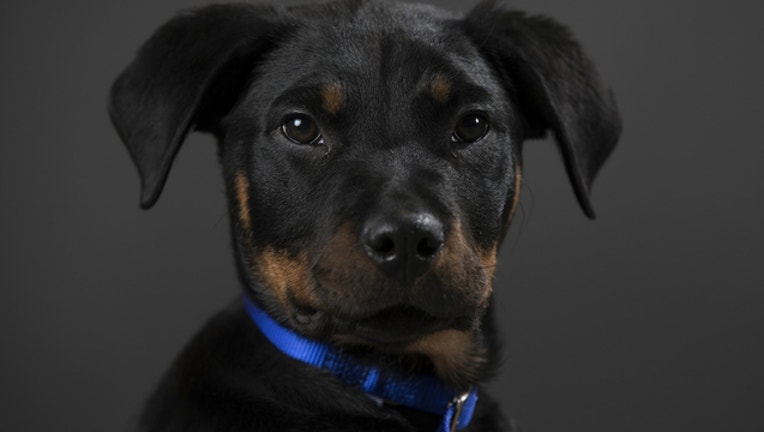 b9bc0643-GETTY black dog_1508089721263.jpg