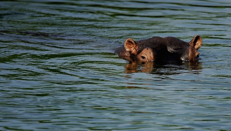 6c900ea2-GETTY hippo_1534177662388.png.jpg