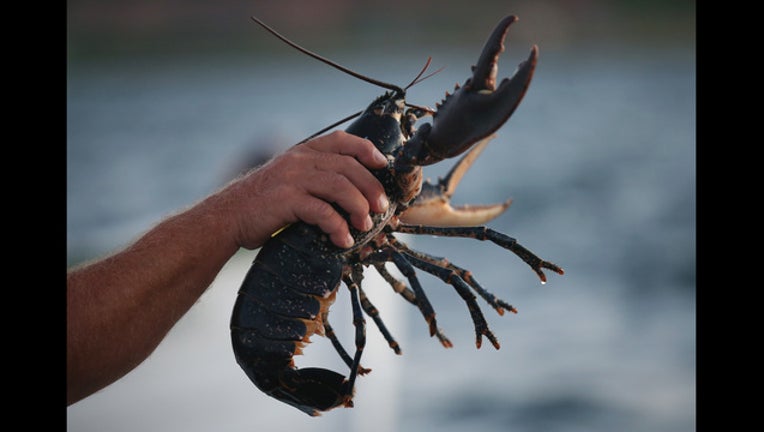 a8812faf-GETTY lobster