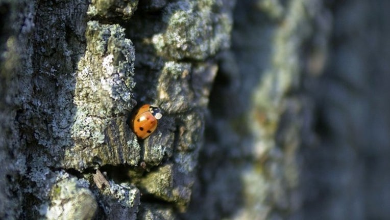 729a4542-GETTY tree with ladybug_1521994346730.png.jpg