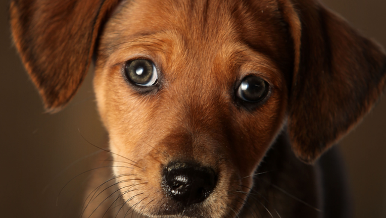GETTY_dog_031319_1552485338044.png