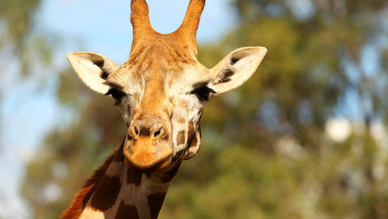 817ca30a-GETTY_giraffe_022419_1551021668591.png