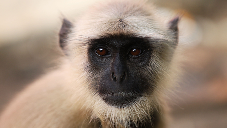 d62ffdf1-GETTY_monkey_082718_1535383664148.png