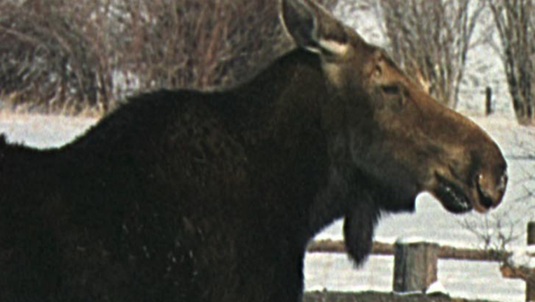 b7f3687d-GETTY_moose_090418_1536060626808.png