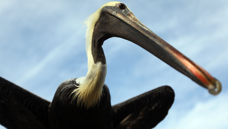 f60255ef-GETTY_pelican_031419_1552596539126.png