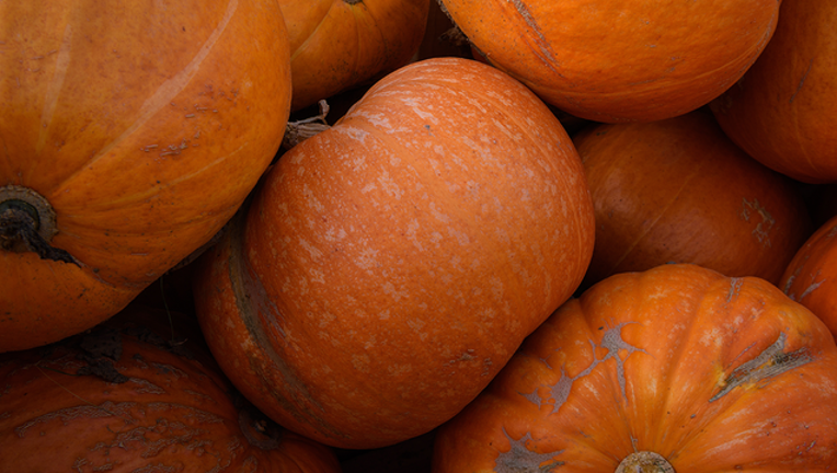 23619363-GETTY_pumpkin_082619_1566820453578.png