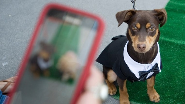 72e91960-GETTY_tuxedo dog_073119_1564602160019.png.jpg