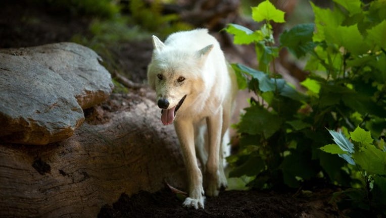 18d637a6-71091020_1552574241322-408200