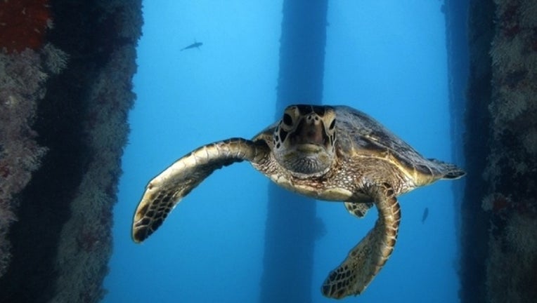 850850d7-Green Sea Turtle.jpg