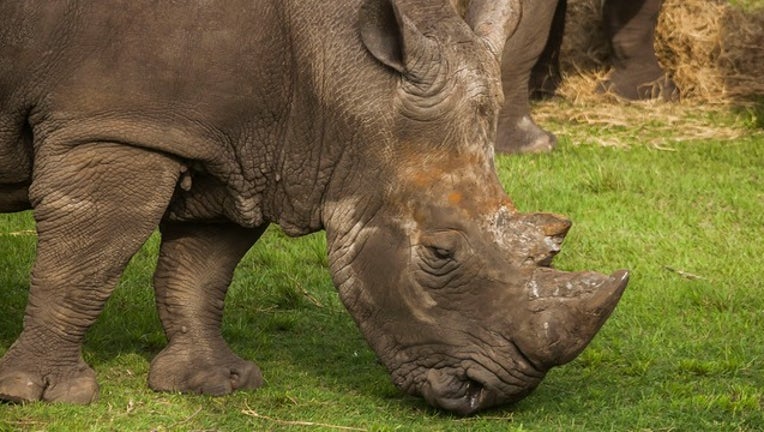 JACKSONVILLE ZOO_archie the rhino_022619_1551201292701.png.jpg