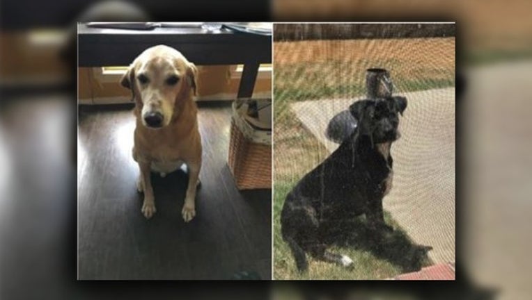 baa20ac8-Justin dogs killed_1546983605576.png-409650.jpg