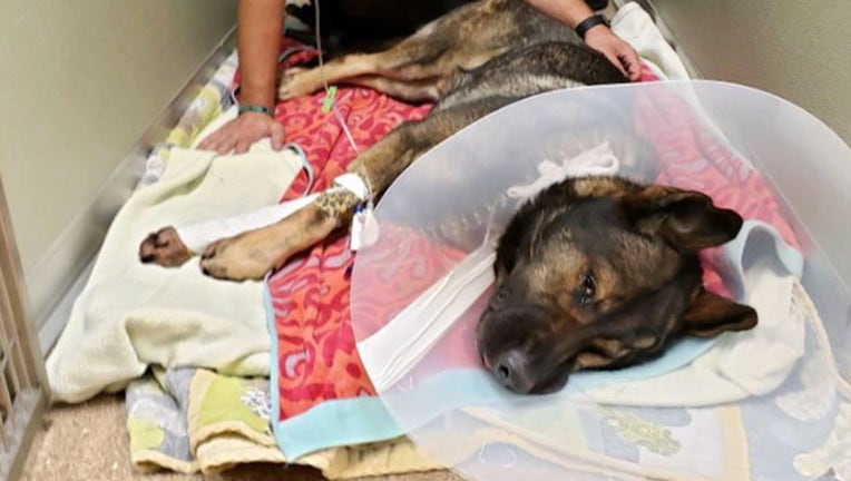 K9 titan recovering_1553862658733.jpg-401385.jpg