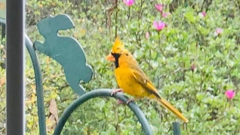 Rare yellow cardinal spotted in Alabama is 'one in a million'